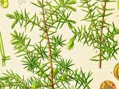 Ginepro, olio essenziale