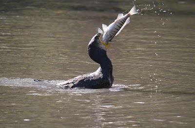 Emergenza cormorani, pescatori in allarme