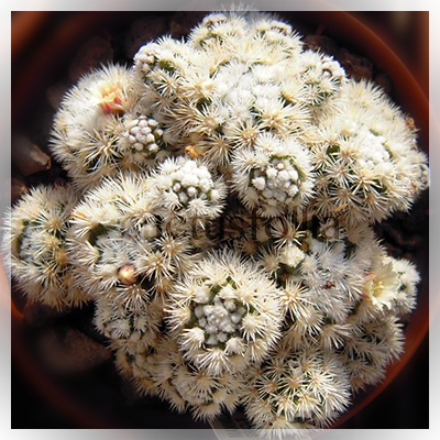 Mammillaria vetula ssp. gracilis cv. arizona snowcap