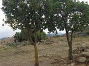 mercato delle vacche boomerang sonetto Jena Camuna