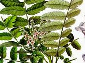 Incenso, olio essenziale