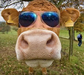 Son tutte belle le vacche del mondo