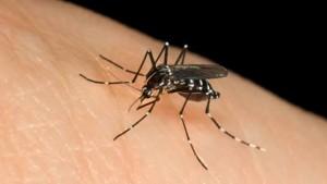 Febbre del Nilo Occidentale 11 nuovi casi in Italia 2 nelle province di Rimini e Rovigo