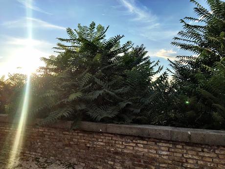 Il panorama del Belvedere di Sant'Alessio non esiste più. Andirivieni di turisti amareggiati all'Aventino