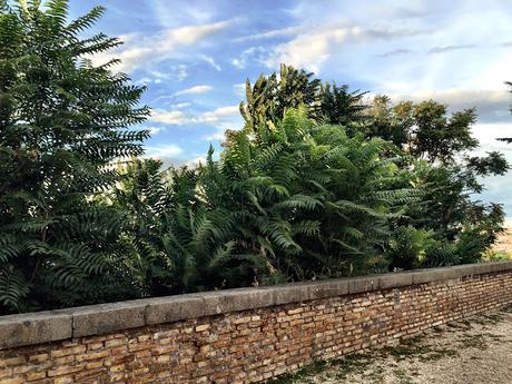 Il panorama del Belvedere di Sant'Alessio non esiste più. Andirivieni di turisti amareggiati all'Aventino