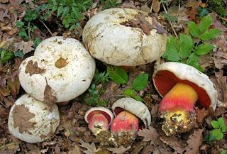 Boletus satanas