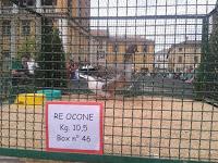 MORTARA (pv). Davanti ad una grande folla la Contrada di San Cassiano vince il Palio dell’Oca.