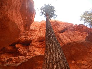 Bryce Canyon, Utah, USA