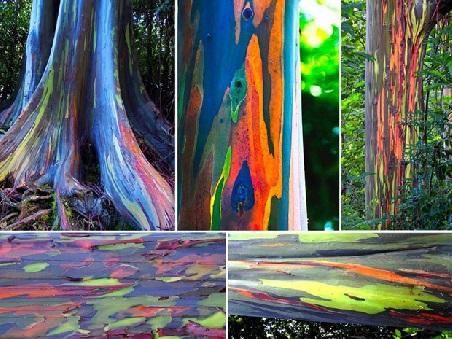 Coral Rainbow Eucalyptus