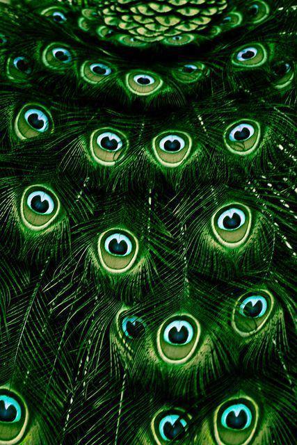 Current color obsession: forest green – verde bosco verde-bosco-forest-green-feathers
