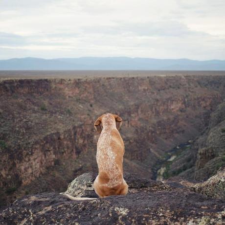 FOTOGRAFIA: 'This Wild idea' di Theron Humphrey