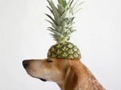 FOTOGRAFIA: 'This Wild idea' Theron Humphrey