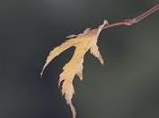 generi letterari secondo AAS: poesia ermetica