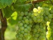 Alimenti guariscono: l'uva