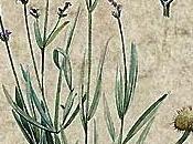 Lavanda, olio essenziale