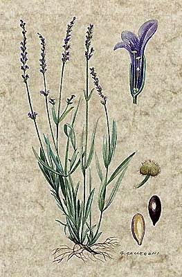 Lavanda, olio essenziale