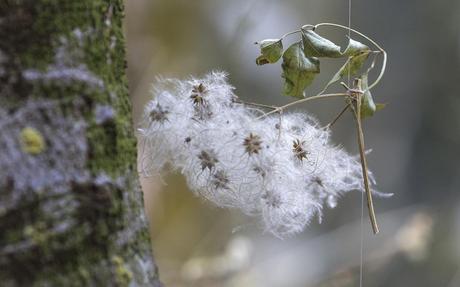 un dettaglio dell’installazione ’Natura oltre’ di Laura Valeria Consonni. Fotografia di Dario Fusaro.