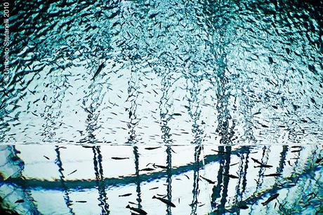 japan_spring_2010_mii_1028_varie