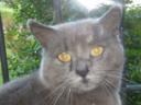 Carissima kitty