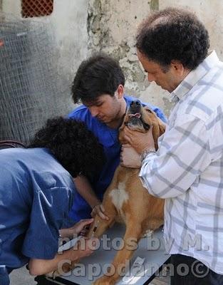 POSITANO: un progetto a salvaguardia della nostra salute e quella dei nostri amici animali - 2 parte.