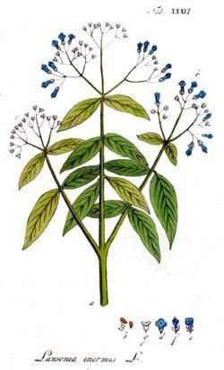 Hennè, indigo e gli altri...