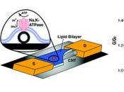 Transistors nanotubi vanno metodi produzione rapida grafene