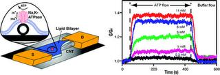 Transistors di nanotubi che vanno ad ATP e metodi di produzione più rapida di nanotubi e di grafene