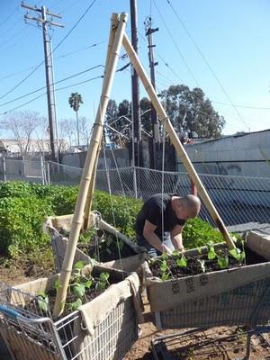 Urban gardening