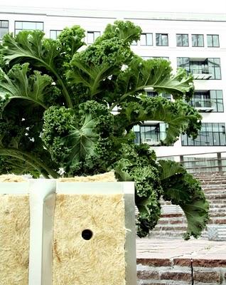 Urban gardening