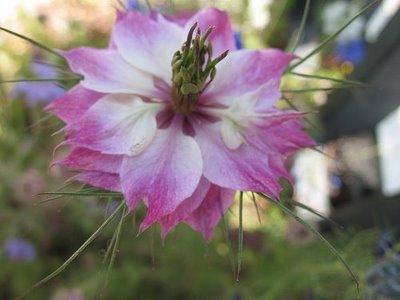 Seeds in my garden_Nigella damascena: ballerina in light tutu.