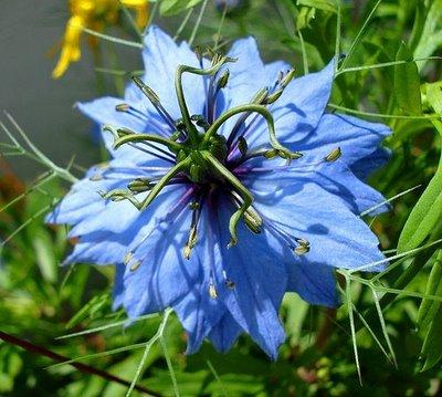 Seeds in my garden_Nigella damascena: ballerina in light tutu.