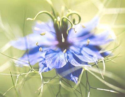 Seeds in my garden_Nigella damascena: ballerina in light tutu.