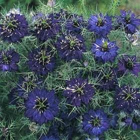 Seeds in my garden_Nigella damascena: ballerina in light tutu.