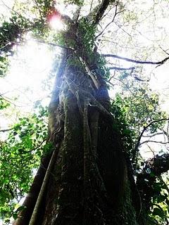 Kakamega Forest