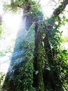 Kakamega Forest