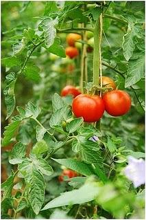 L'ORTO SUL BALCONE