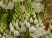 bouquet spontanei