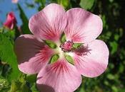 Petunia anisodontea