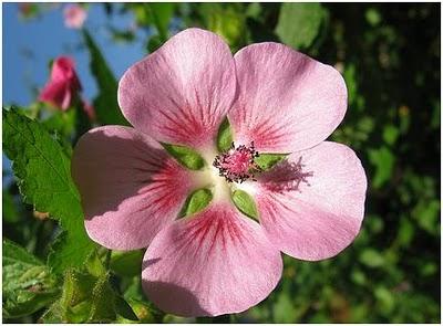 PETUNIA E ANISODONTEA