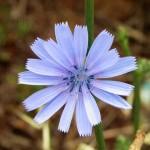 cichorium_intybus