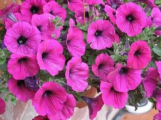 CALIBRACHOA HYBRIDA LA PETUNIA RICADENTE