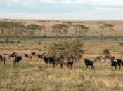 Svezia: mondiale savana, sudafrica sweden: world savannah, south africa