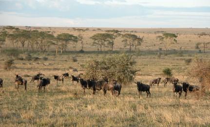 SVEZIA: IL MONDIALE UNA SAVANA, IN SUDAFRICA UNO ZOO - SWEDEN: WORLD CUP IS A SAVANNAH, IN SOUTH AFRICA A ZOO