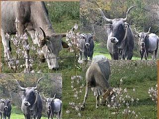 Nel Salento leccese c'erano solo i bovini di razza Podolica