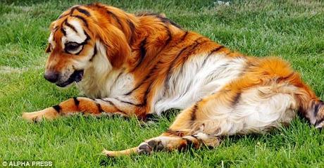 Bizarre: A pet retriever in China has been dyed by its owner to resemble a tiger