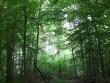 Un recente studio lancia l'allarme sullo stato delle foreste americane