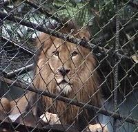 Adrenalina allo Zoo ... pardon, il BioParco