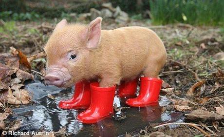 pig wearing wellies