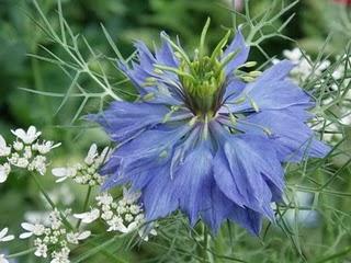 Nigella damascena