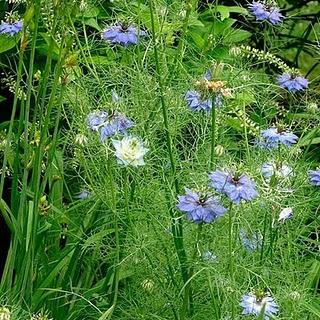 Nigella damascena